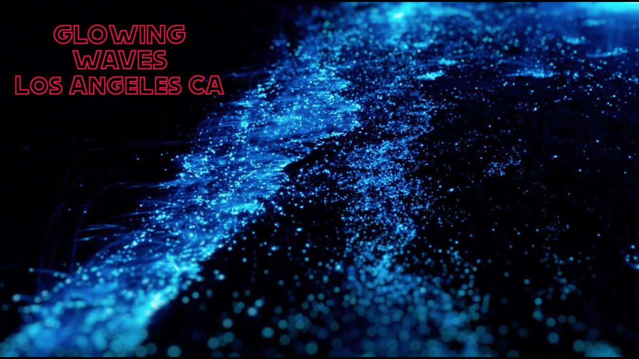 Blue algae california bioluminescence