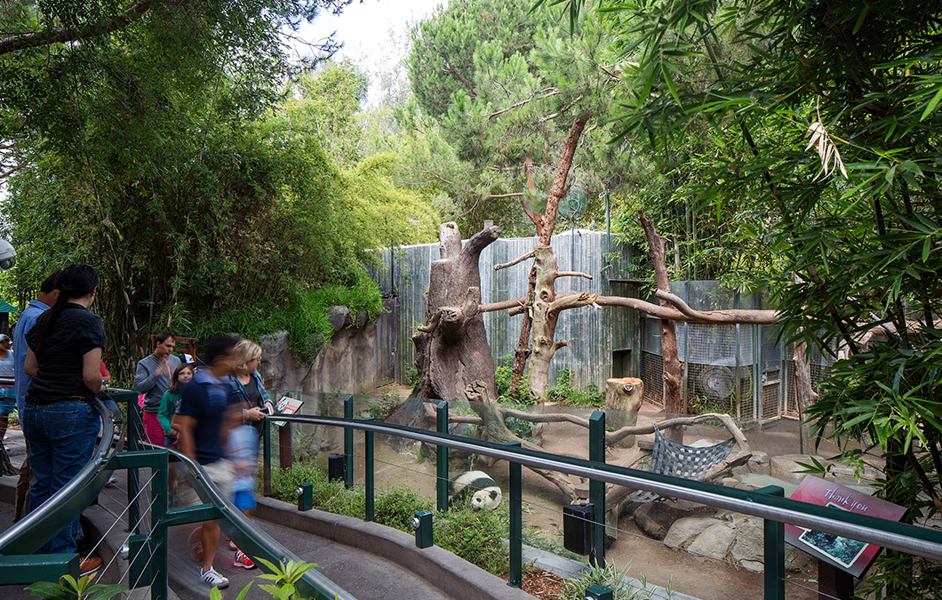 San diego zoo pandas china