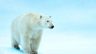 Bird flu polar bears