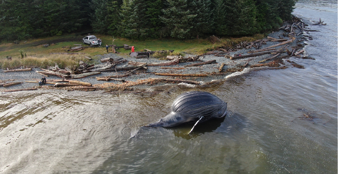 Whale found dead massachusetts