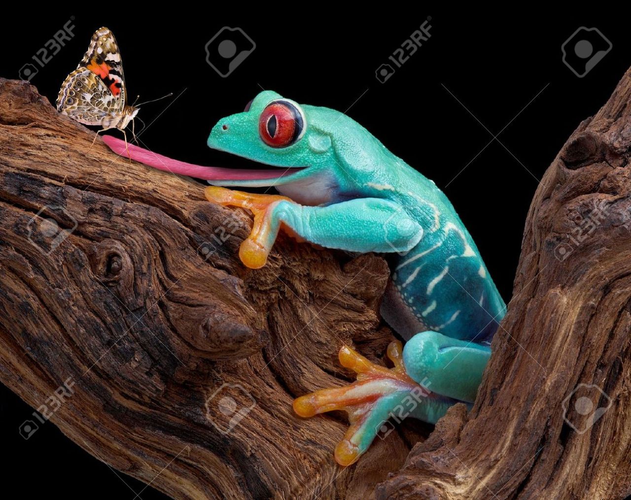 Poison dart frogs toe tapping