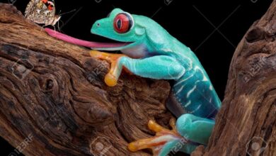 Poison dart frogs toe tapping