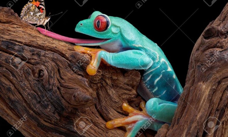 Poison dart frogs toe tapping