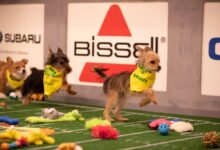 Culture desk puppy bowl